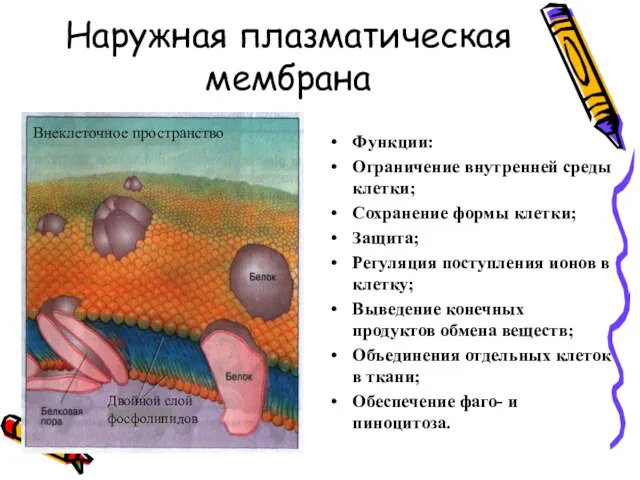 Наружная плазматическая мембрана Функции: Ограничение внутренней среды клетки; Сохранение формы клетки; Защита;