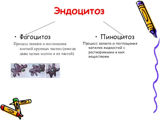 Эндоцитоз Фагоцитоз Процесс захвата и поглощения клеткой крупных частиц (иногда даже целых