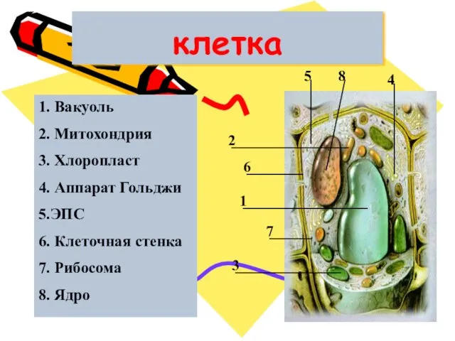 клетка 1 2 3 4 5 6 7 8 1. Вакуоль 2.