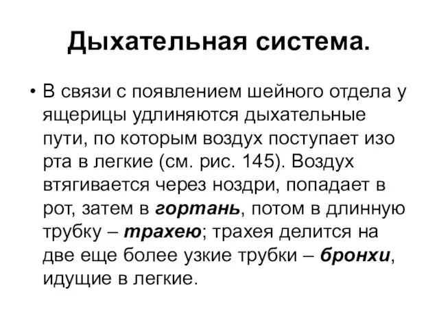 Дыхательная система. В связи с появлением шейного отдела у ящерицы удлиняются дыхательные