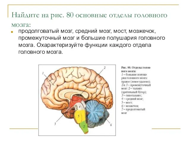 Найдите на рис. 80 основные отделы головного мозга: продолговатый мозг, средний мозг,