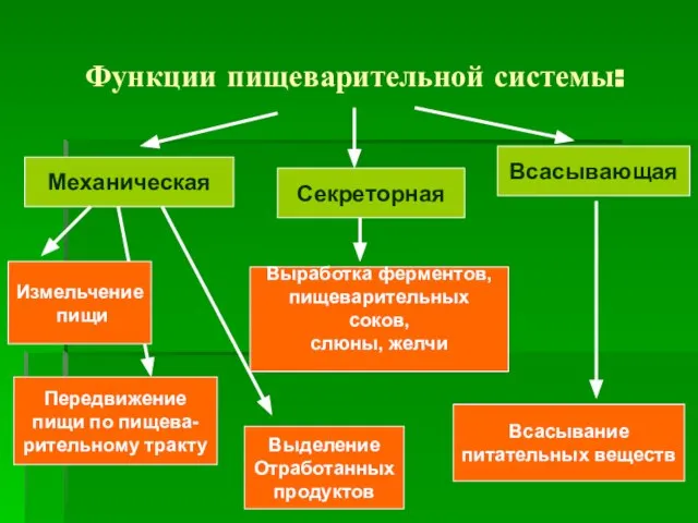 Функции пищеварительной системы: Механическая Секреторная Всасывающая Измельчение пищи Передвижение пищи по пищева-