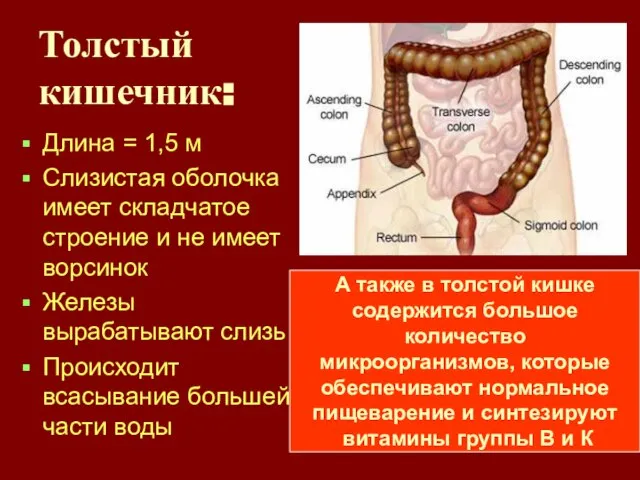 Толстый кишечник: Длина = 1,5 м Слизистая оболочка имеет складчатое строение и