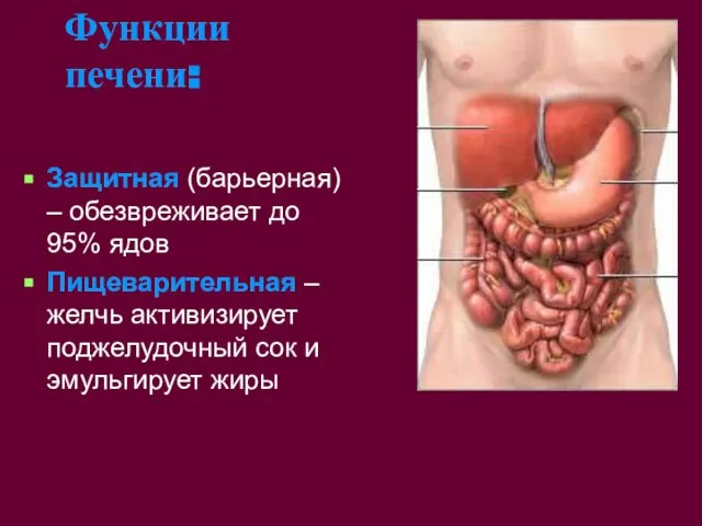 Функции печени: Защитная (барьерная) – обезвреживает до 95% ядов Пищеварительная – желчь