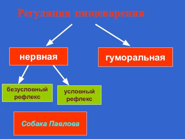 Регуляция пищеварения нервная гуморальная безусловный рефлекс условный рефлекс Собака Павлова