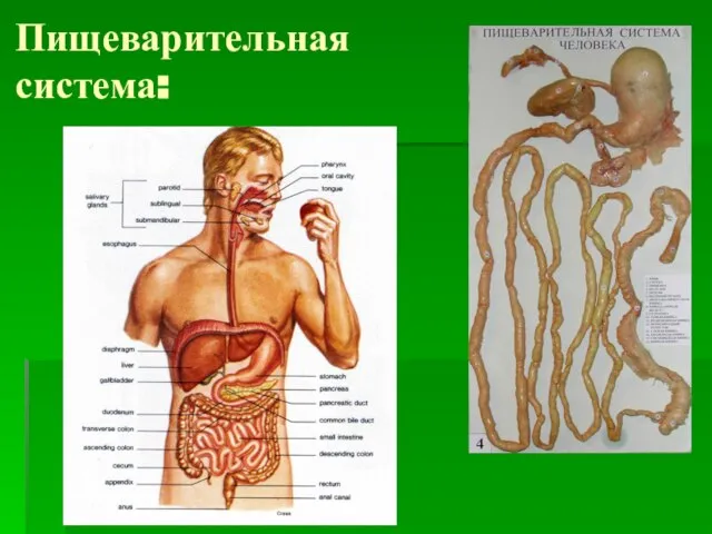 Пищеварительная система: