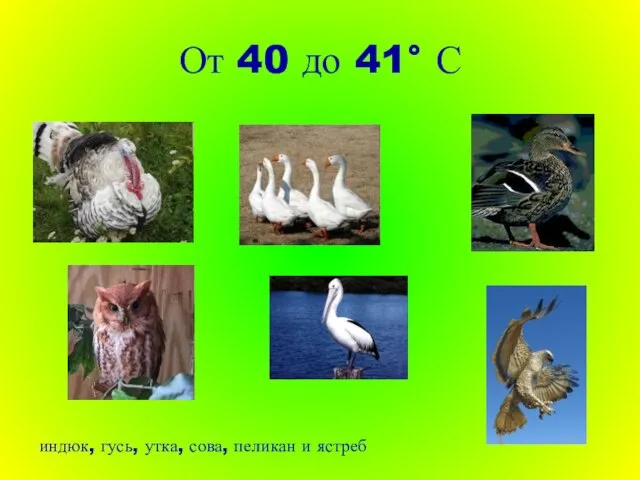 От 40 до 41° С индюк, гусь, утка, сова, пеликан и ястреб