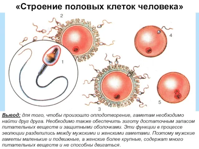 «Строение половых клеток человека» Вывод: для того, чтобы произошло оплодотворение, гаметам необходимо