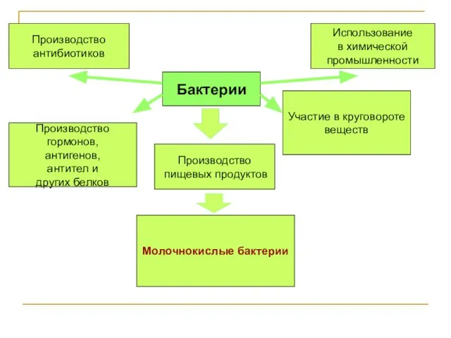 Бактерии Использование в химической промышленности Производство пищевых продуктов Производство антибиотиков Участие в