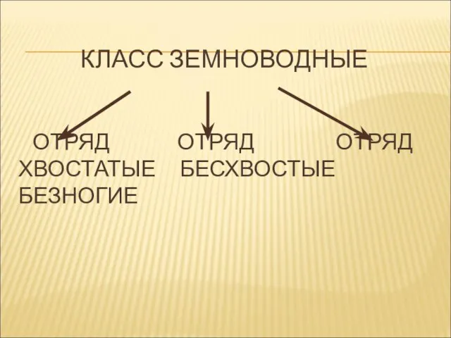 КЛАСС ЗЕМНОВОДНЫЕ ОТРЯД ОТРЯД ОТРЯД ХВОСТАТЫЕ БЕСХВОСТЫЕ БЕЗНОГИЕ