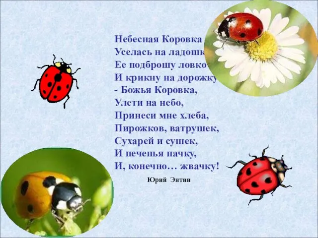 Небесная Коровка Уселась на ладошку. Ее подброшу ловко И крикну на дорожку: