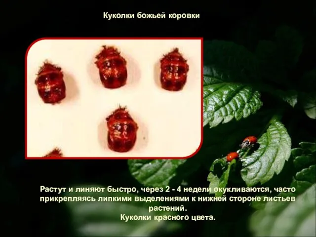 Куколки божьей коровки Растут и линяют быстро, через 2 - 4 недели