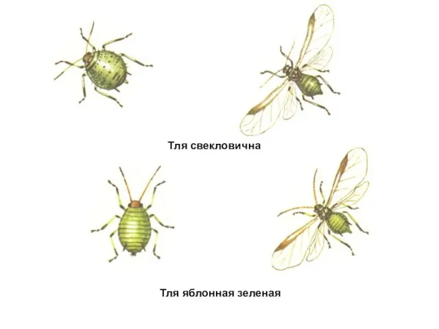 Тля свекловичная Тля яблонная зеленая