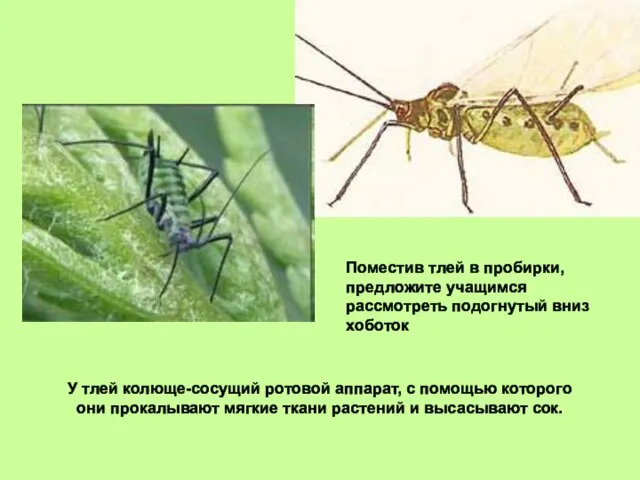 У тлей колюще-сосущий ротовой аппарат, с помощью которого они прокалывают мягкие ткани