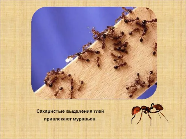Сахаристые выделения тлей привлекают муравьев.