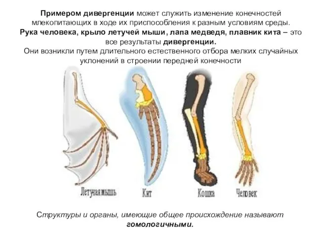 Структуры и органы, имеющие общее происхождение называют гомологичными. Примером дивергенции может служить