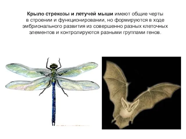 Крыло стрекозы и летучей мыши имеют общие черты в строении и функционировании,