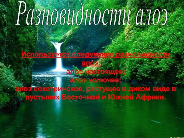 Используется следующие разновидности алоэ: алоэ настоящее; алоэ колючее; алоэ сокотринское, растущее в