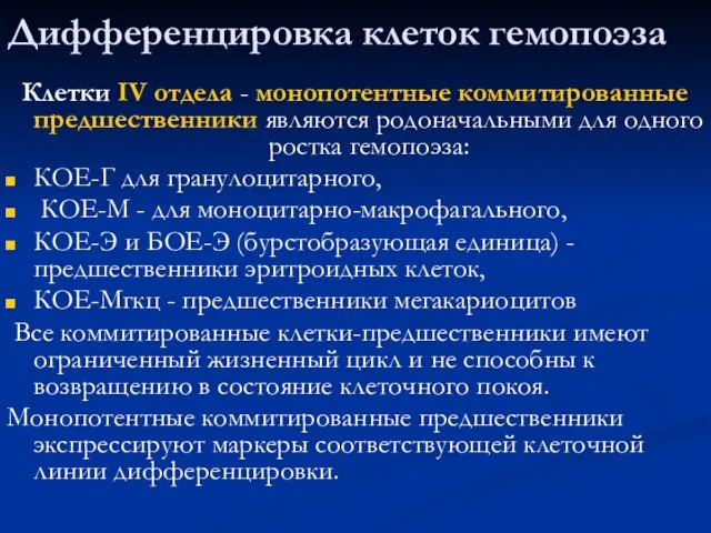 Дифференцировка клеток гемопоэза Клетки IV отдела - монопотентные коммитированные предшественники являются родоначальными