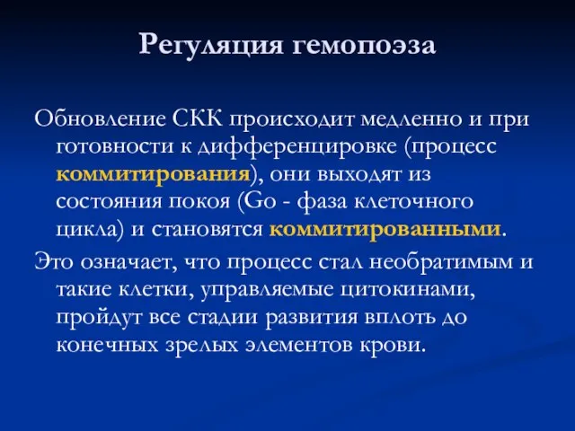 Регуляция гемопоэза Обновление СКК происходит медленно и при готовности к дифференцировке (процесс