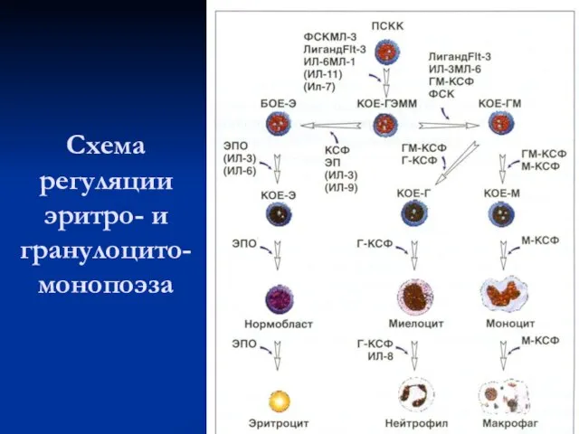 Схема регуляции эритро- и гранулоцито-монопоэза