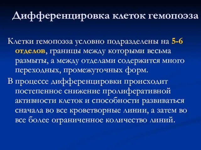 Дифференцировка клеток гемопоэза Клетки гемопоэза условно подразделены на 5-6 отделов, границы между