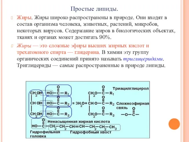 Простые липиды. Жиры. Жиры широко распространены в природе. Они входят в состав