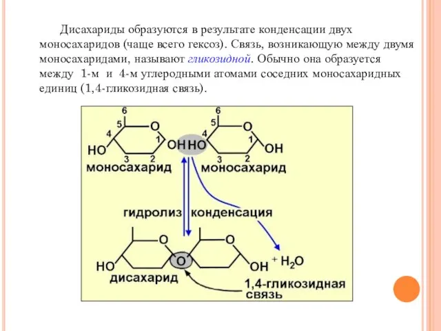 Дисахариды образуются в результате конденсации двух моносахаридов (чаще всего гексоз). Связь, возникающую