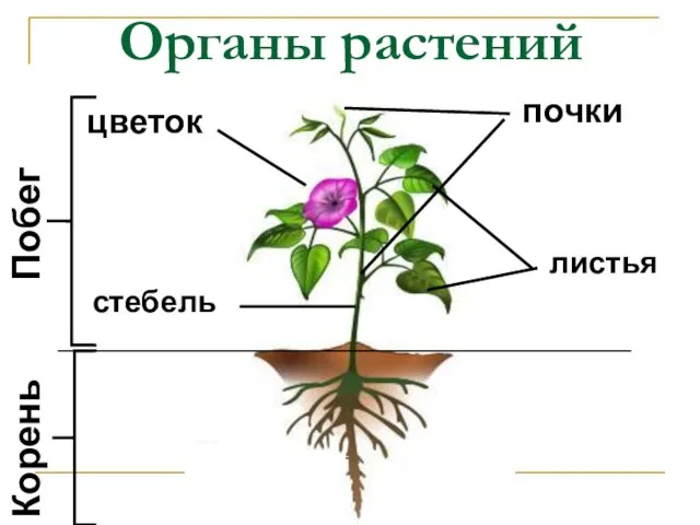 Органы растений Побег Корень