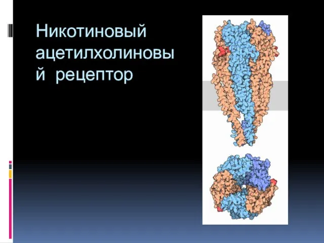 Никотиновый ацетилхолиновый рецептор