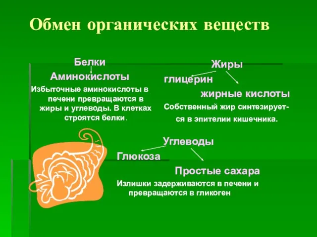 Обмен органических веществ Белки Аминокислоты Избыточные аминокислоты в печени превращаются в жиры