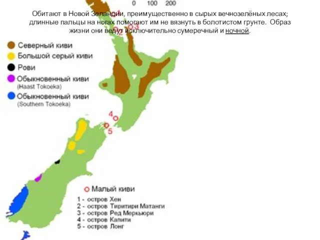 Обитают в Новой Зеландии, преимущественно в сырых вечнозелёных лесах; длинные пальцы на