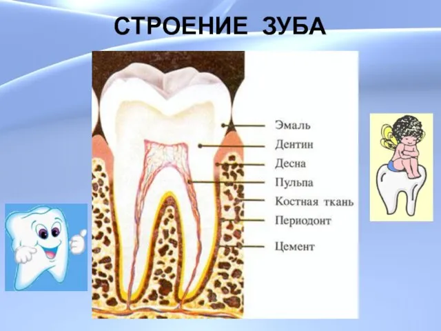 СТРОЕНИЕ ЗУБА СТРОЕНИЕ ЗУБА