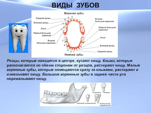 ВИДЫ ЗУБОВ ВИДЫ ЗУБОВ Резцы, которые находятся в центре, кусают пищу. Клыки,