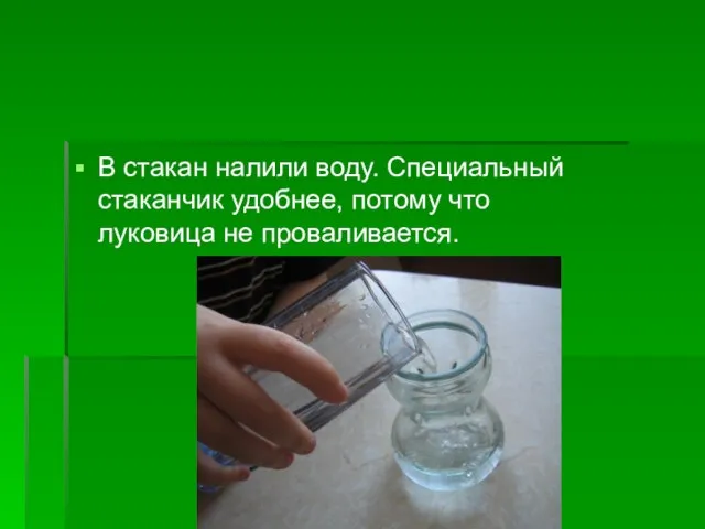 В стакан налили воду. Специальный стаканчик удобнее, потому что луковица не проваливается.