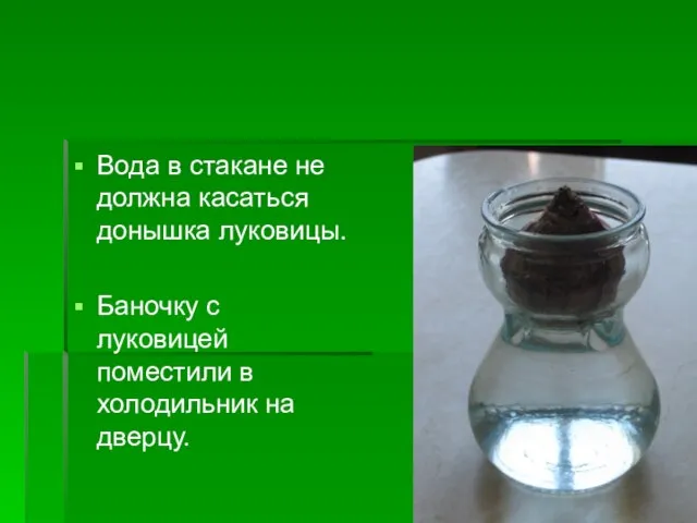 Вода в стакане не должна касаться донышка луковицы. Баночку с луковицей поместили в холодильник на дверцу.