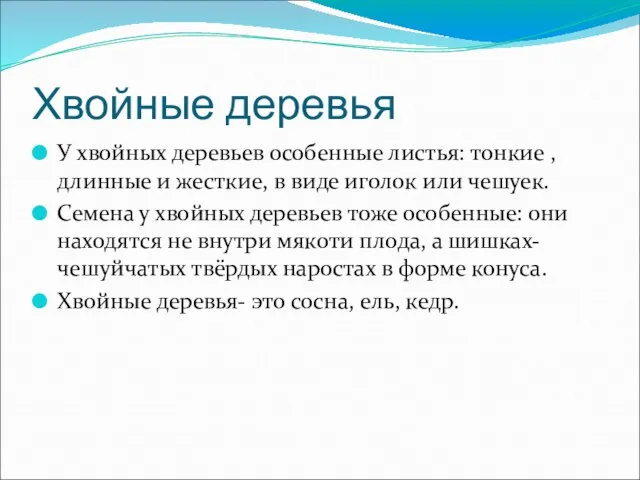 Хвойные деревья У хвойных деревьев особенные листья: тонкие , длинные и жесткие,