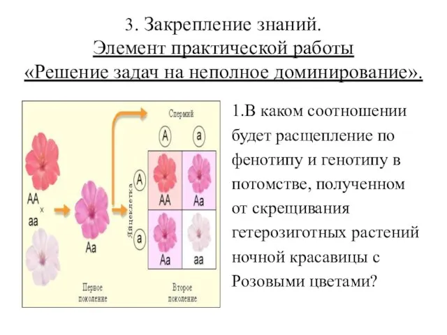 3. Закрепление знаний. Элемент практической работы «Решение задач на неполное доминирование». 1.В