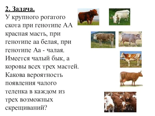 2. Задача. У крупного рогатого скота при генотипе АА красная масть, при