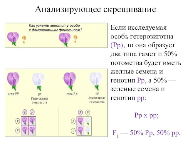 Анализирующее скрещивание Если исследуемая особь гетерозиготна (Рр), то она образует два типа