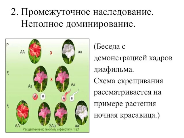 2. Промежуточное наследование. Неполное доминирование. (Беседа с демонстрацией кадров диафильма. Схема скрещивания