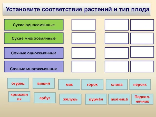 Установите соответствие растений и тип плода Сухие односемянные дурман Сухие многосемянные желудь