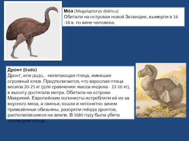 Моа (Megalapteryx didinus) Обитали на островах новой Зеландии, вымерли в 16 -18