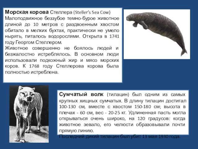 Морская корова Стеллера (Steller’s Sea Cow) Малоподвижное беззубое темно-бурое животное длиной до