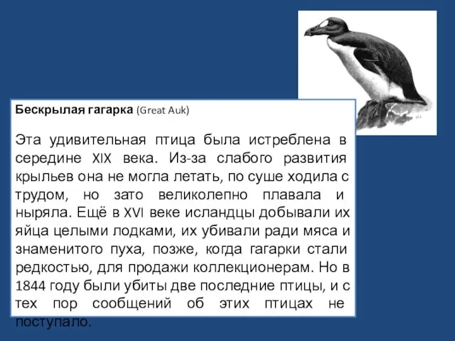 Бескрылая гагарка (Great Auk) Эта удивительная птица была истреблена в середине XIX