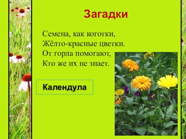 Загадки Семена, как коготки, Жёлто-красные цветки. От горла помогают, Кто же их не знает. Календула