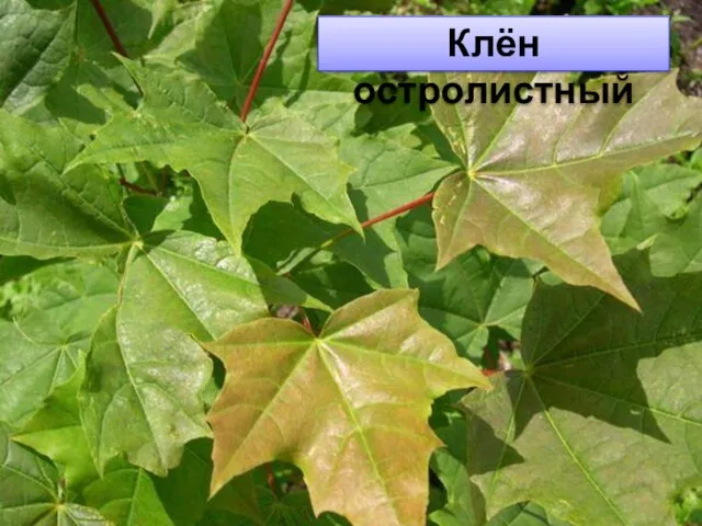 Клён остролистный