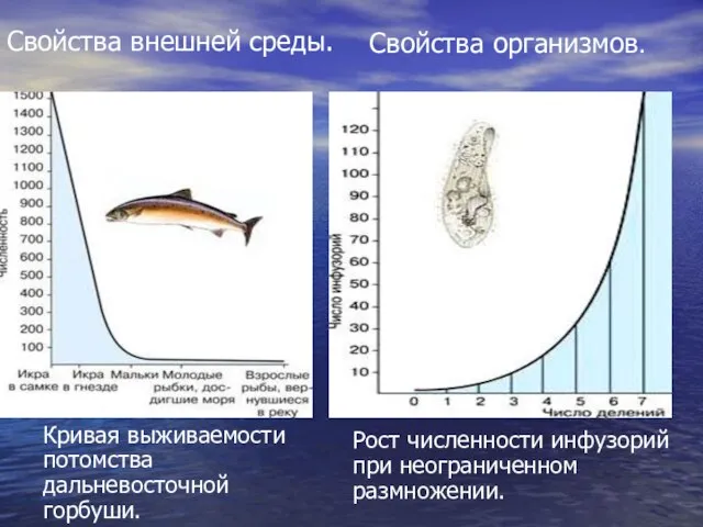 Рост численности инфузорий при неограниченном размножении. Кривая выживаемости потомства дальневосточной горбуши. Свойства внешней среды. Свойства организмов.