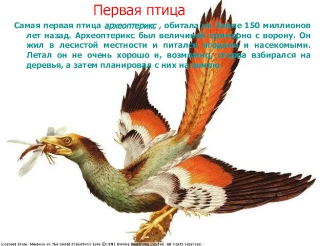 Первая птица Самая первая птица археоптерикс , обитала на Земле 150 миллионов