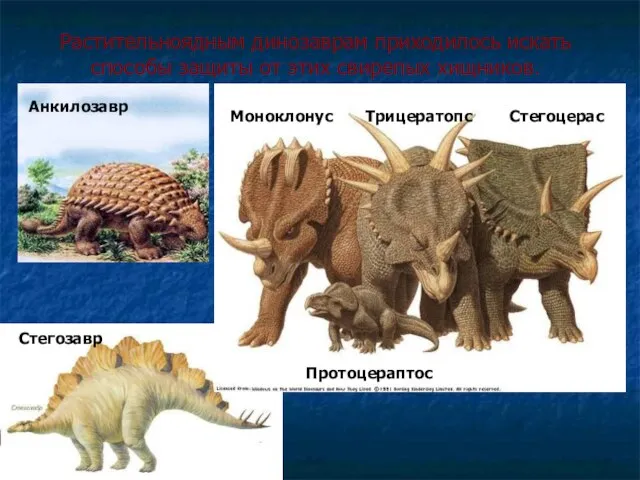 Растительноядным динозаврам приходилось искать способы защиты от этих свирепых хищников. Моноклонус Трицератопс Стегоцерас Протоцераптос Стегозавр Анкилозавр